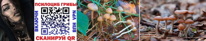 shop какой сайт  Медынь  Псилоцибиновые грибы Psilocybe  дарнет шоп 